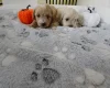 Maltipoo