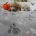 Maltipoo