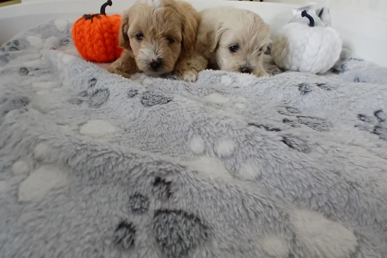 Maltipoo