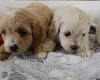 Maltipoo