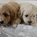 Maltipoo