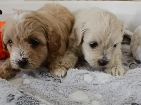 Maltipoo