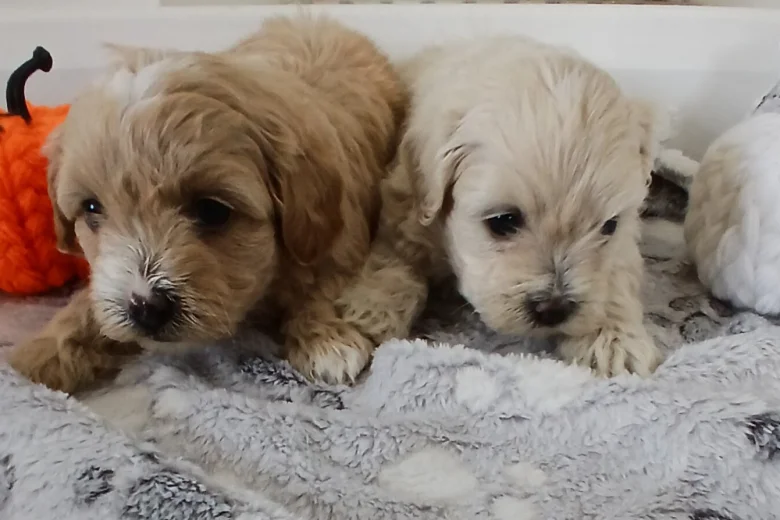 Maltipoo