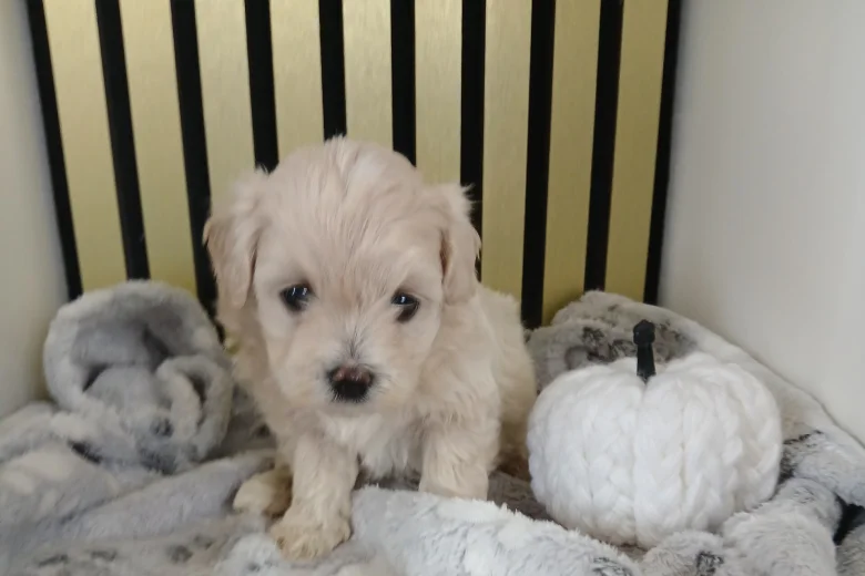 Maltipoo