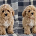 Maltipoo