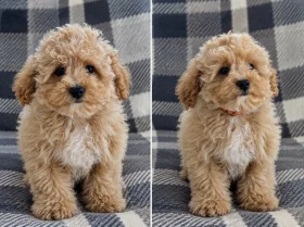 Maltipoo