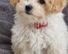 Maltipoo