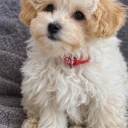 Maltipoo