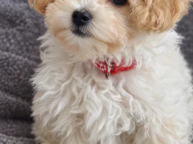 Maltipoo