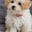 Maltipoo
