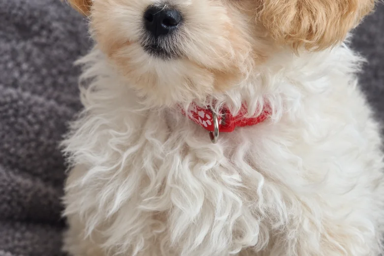 Maltipoo