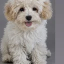 Maltipoo
