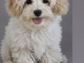 Maltipoo