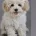 Maltipoo