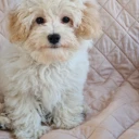 Maltipoo