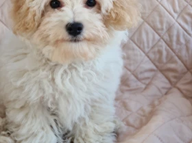 Maltipoo