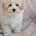 Maltipoo