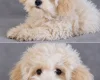 Maltipoo