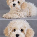 Maltipoo