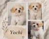 Maltipoo