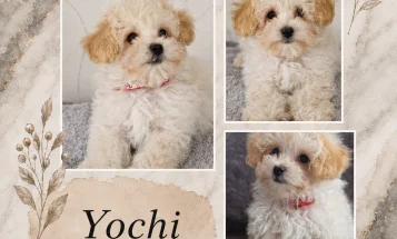 Maltipoo