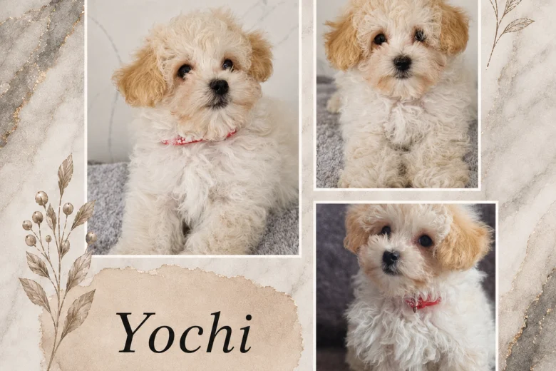 Maltipoo