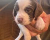 English Springer Spaniel