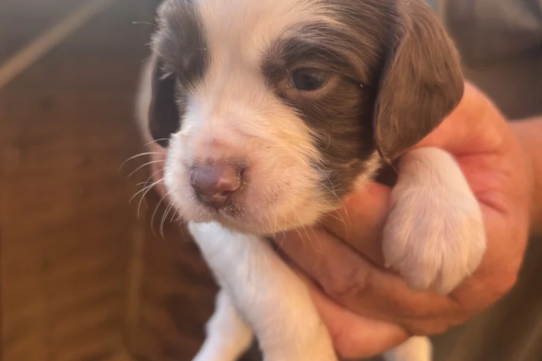 English Springer Spaniel