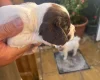 English Springer Spaniel