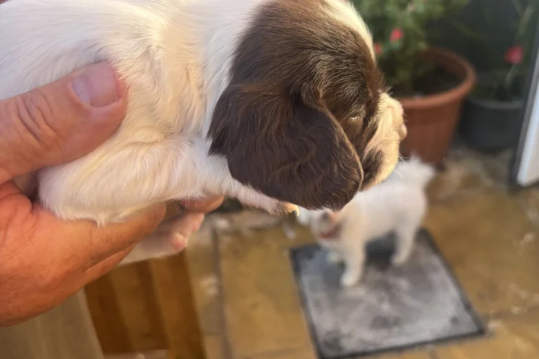 English Springer Spaniel