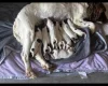 English Springer Spaniel