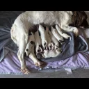 English Springer Spaniel