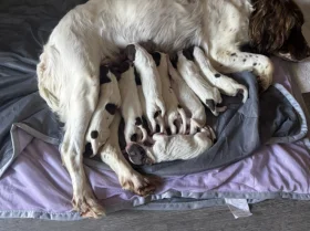 English Springer Spaniel
