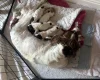 English Springer Spaniel