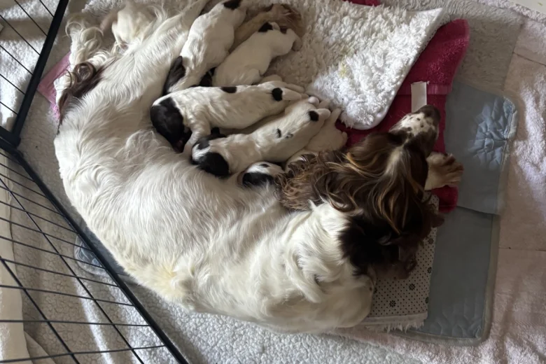 English Springer Spaniel