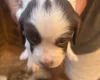 English Springer Spaniel