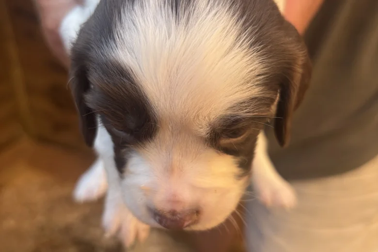 English Springer Spaniel