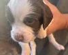 English Springer Spaniel