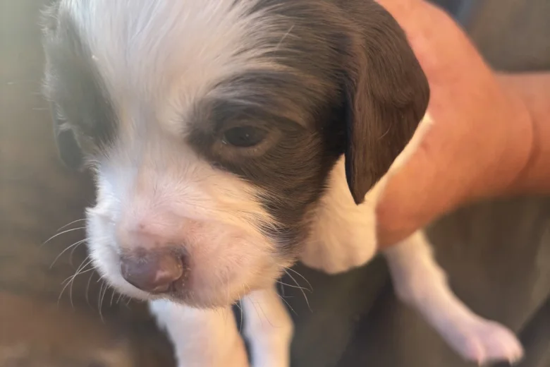 English Springer Spaniel