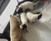 English Springer Spaniel