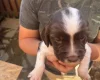 English Springer Spaniel