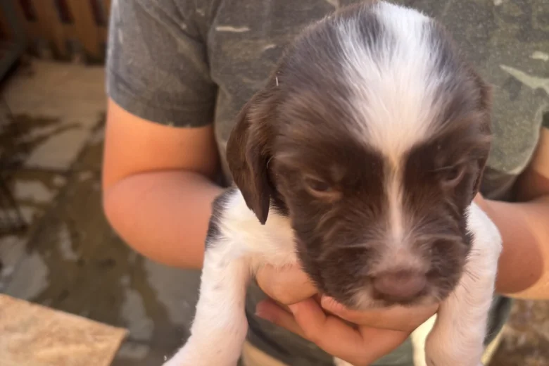 English Springer Spaniel