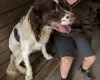 English Springer Spaniel
