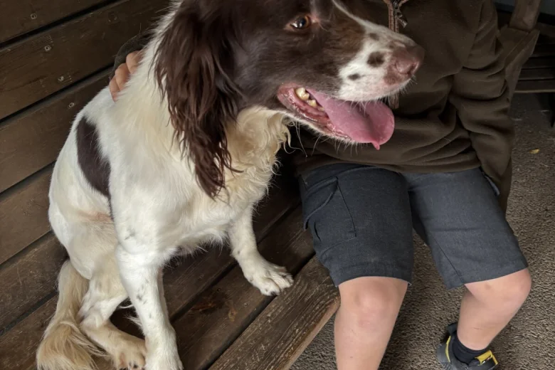 English Springer Spaniel