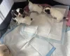 English Springer Spaniel