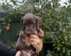 Dachshund (Miniature Smooth Haired)