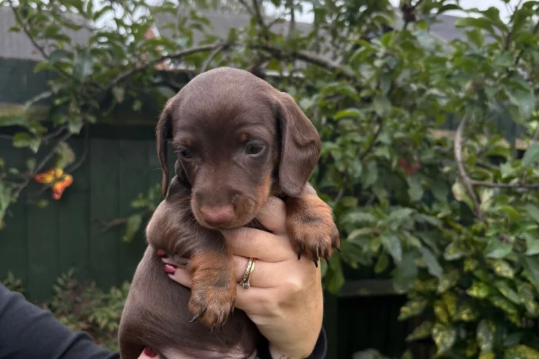 Dachshund (Miniature Smooth Haired)