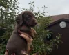 Dachshund (Miniature Smooth Haired)