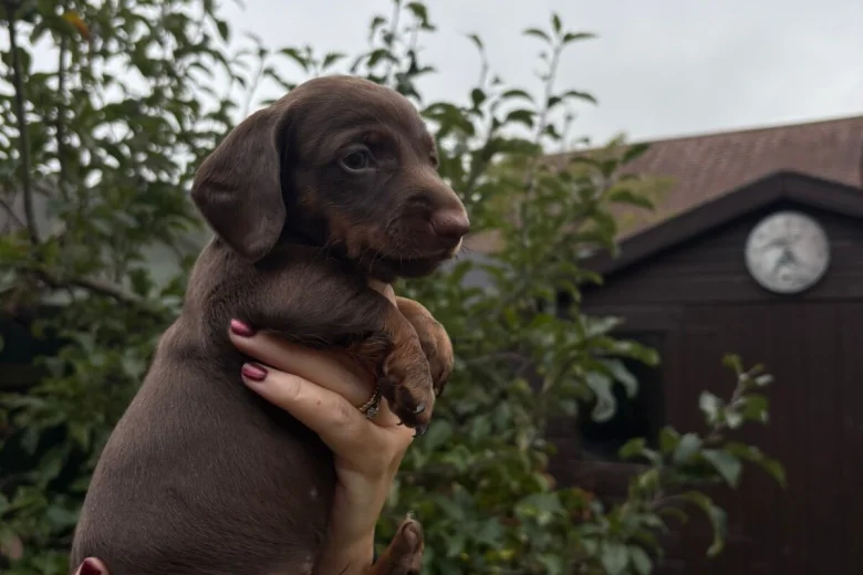 Dachshund (Miniature Smooth Haired)