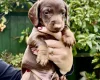 Dachshund (Miniature Smooth Haired)